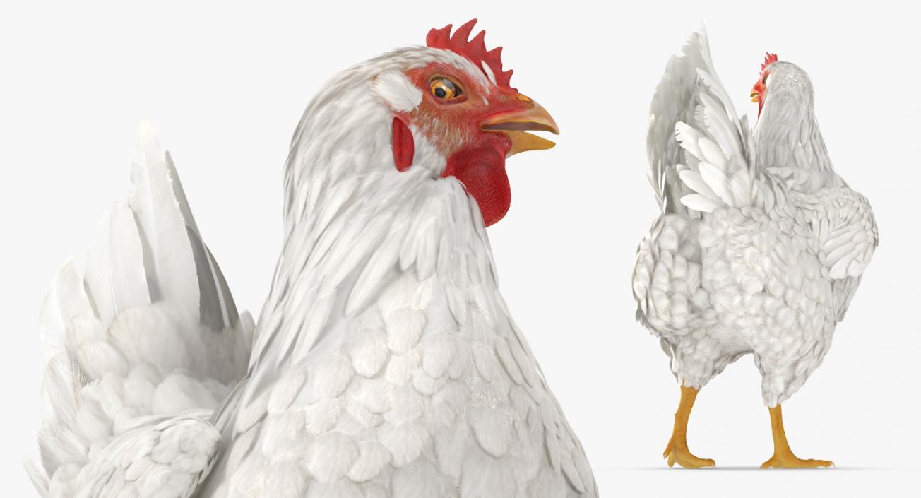 3D model White Chicken Rigged