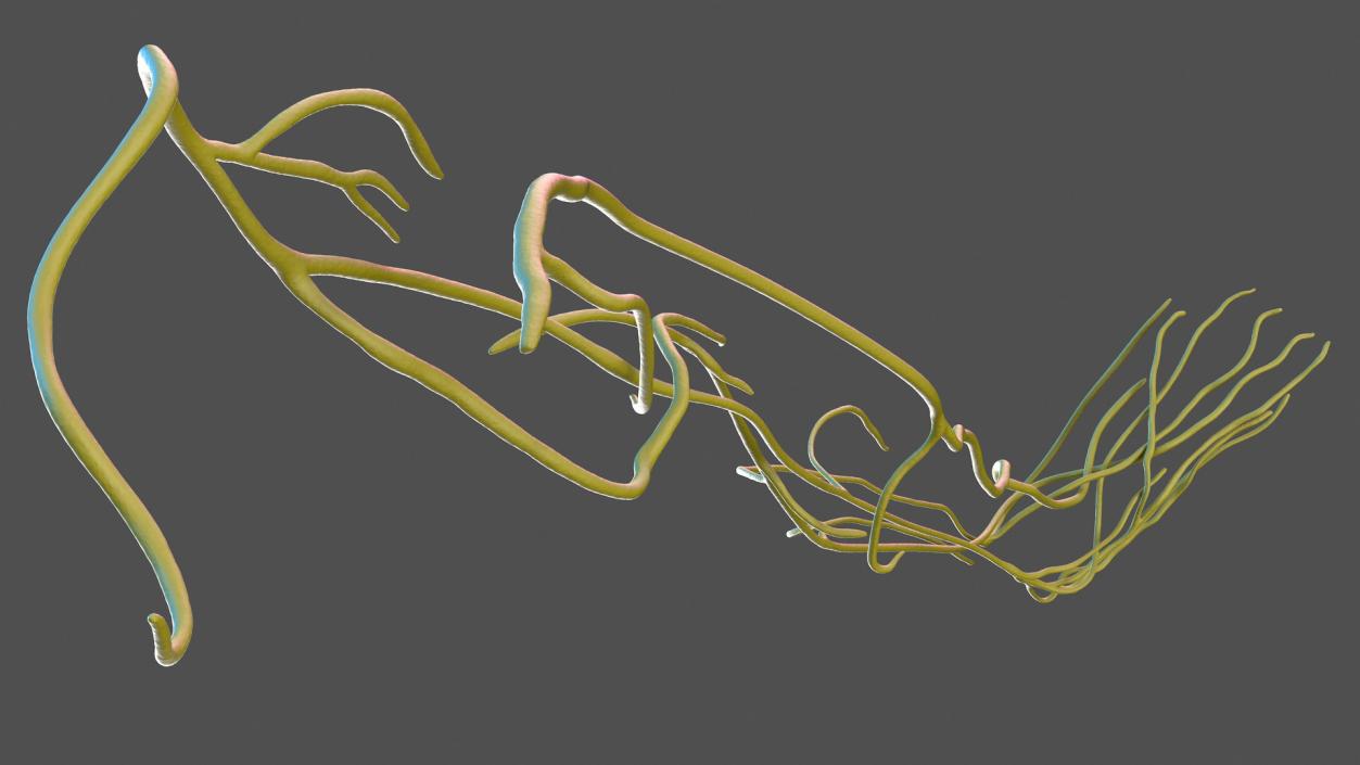 Human Leg Nervous System 3D model