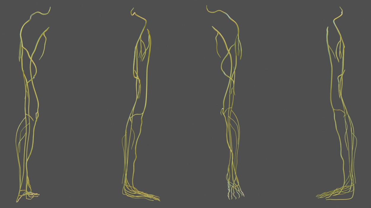 Human Leg Nervous System 3D model