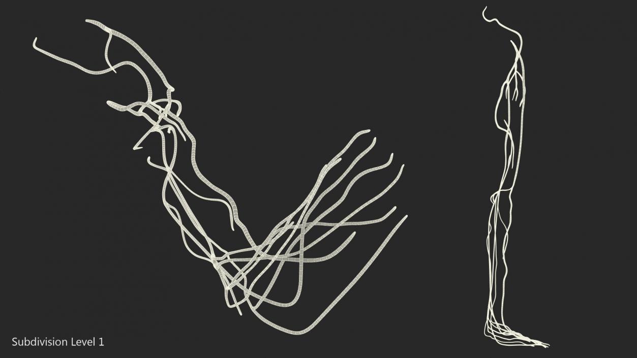 Human Leg Nervous System 3D model