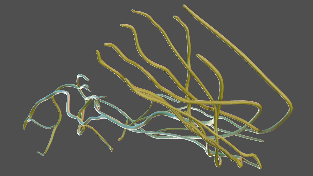 Human Leg Nervous System 3D model