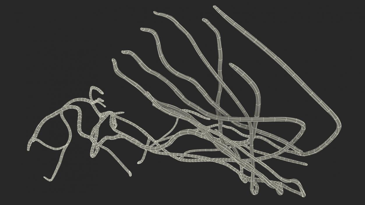 Human Leg Nervous System 3D model