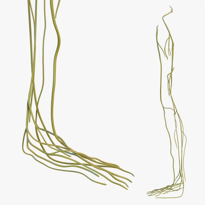 Human Leg Nervous System 3D model