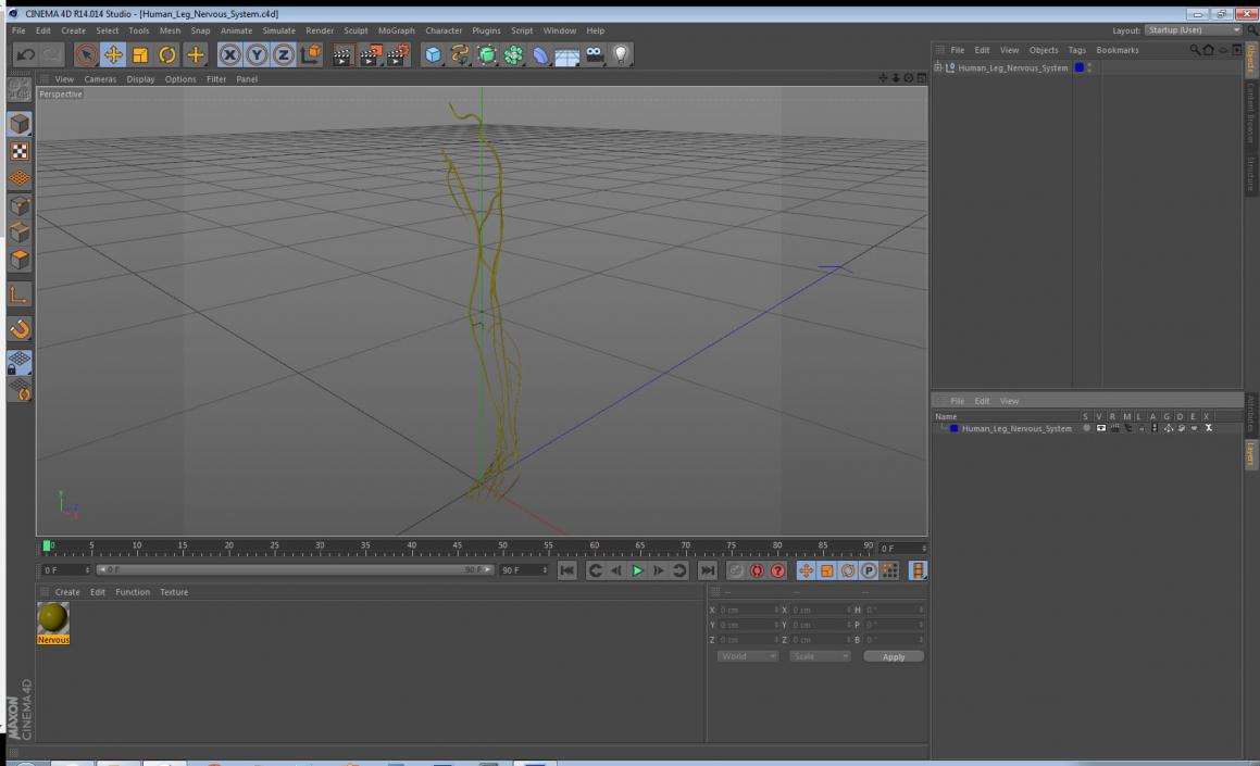 Human Leg Nervous System 3D model