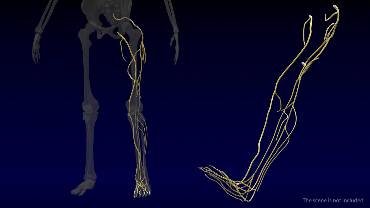 Human Leg Nervous System 3D model