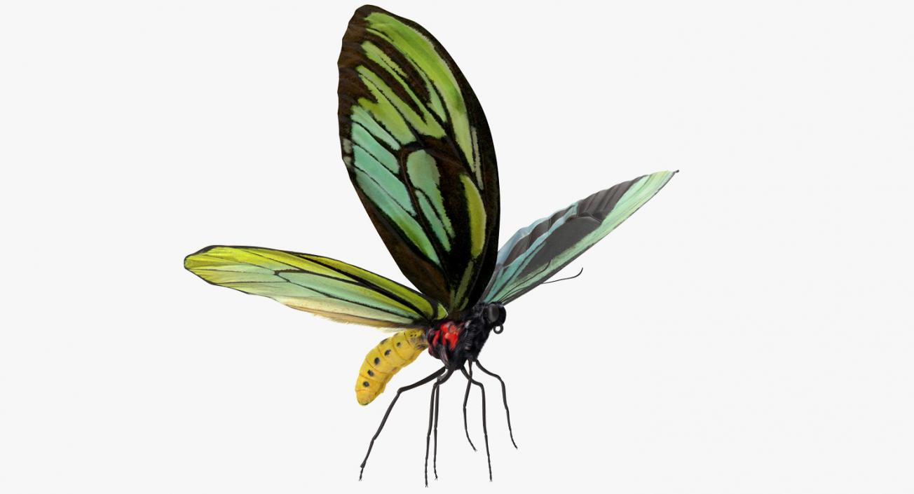 3D Queen Alexandras Birdwing Butterfly Rigged with Fur