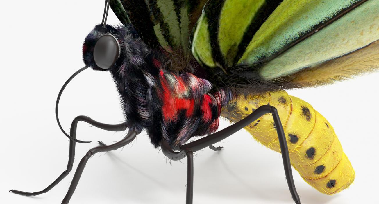 3D Queen Alexandras Birdwing Butterfly Rigged with Fur