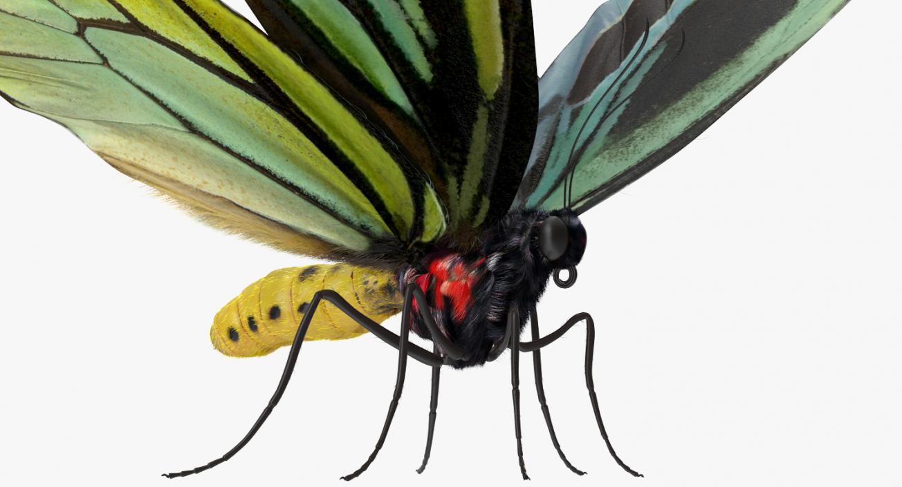 3D Queen Alexandras Birdwing Butterfly Rigged with Fur