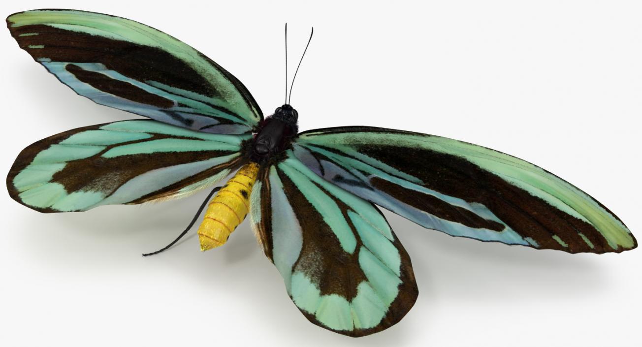 3D Queen Alexandras Birdwing Butterfly Rigged with Fur