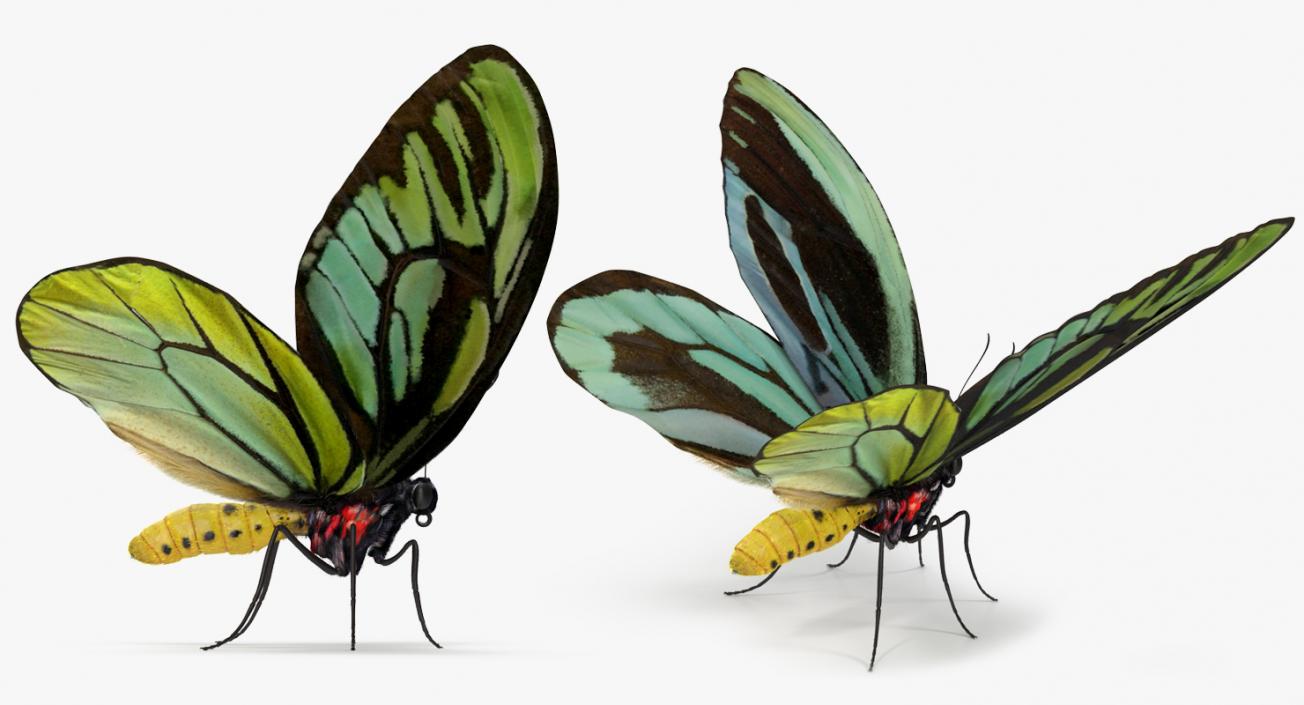 3D Queen Alexandras Birdwing Butterfly Rigged with Fur