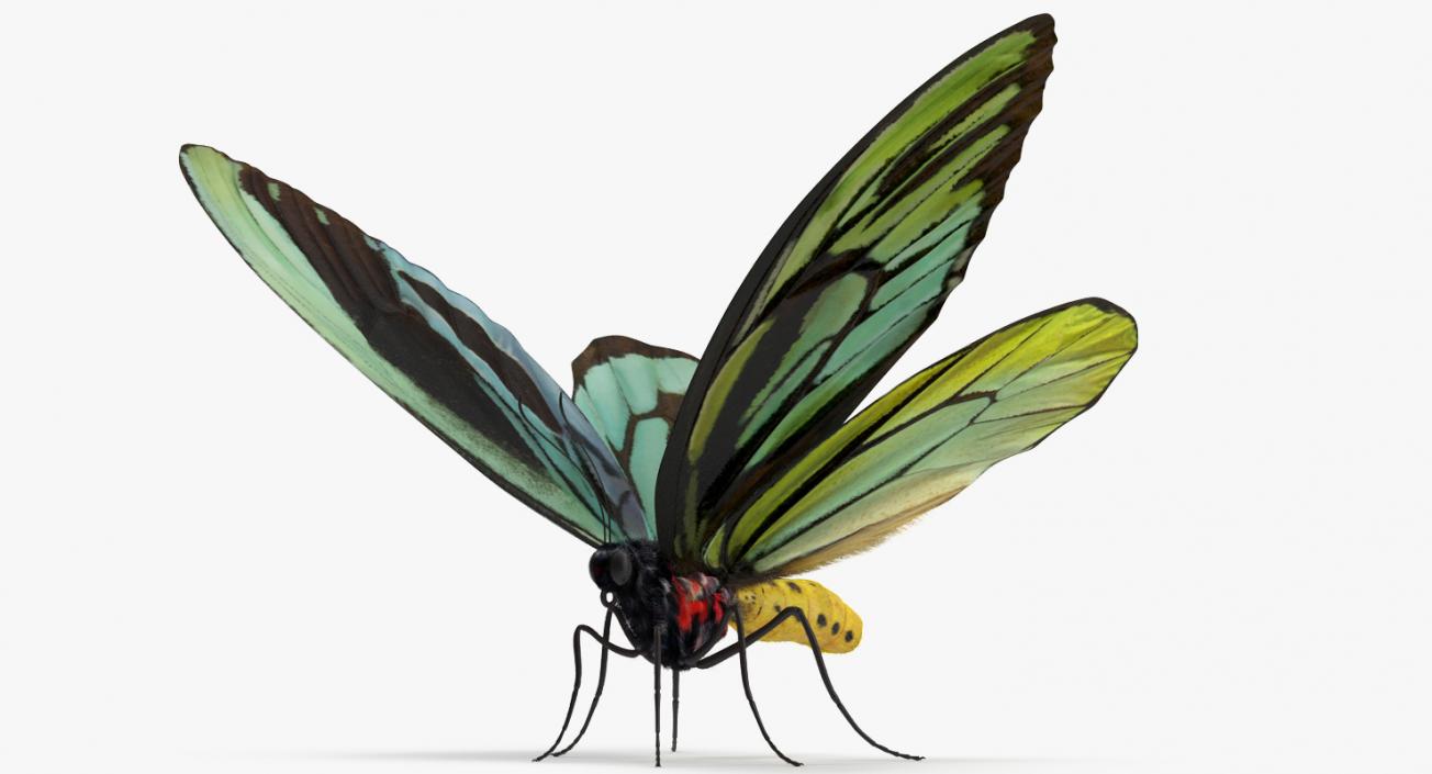 3D Queen Alexandras Birdwing Butterfly Rigged with Fur