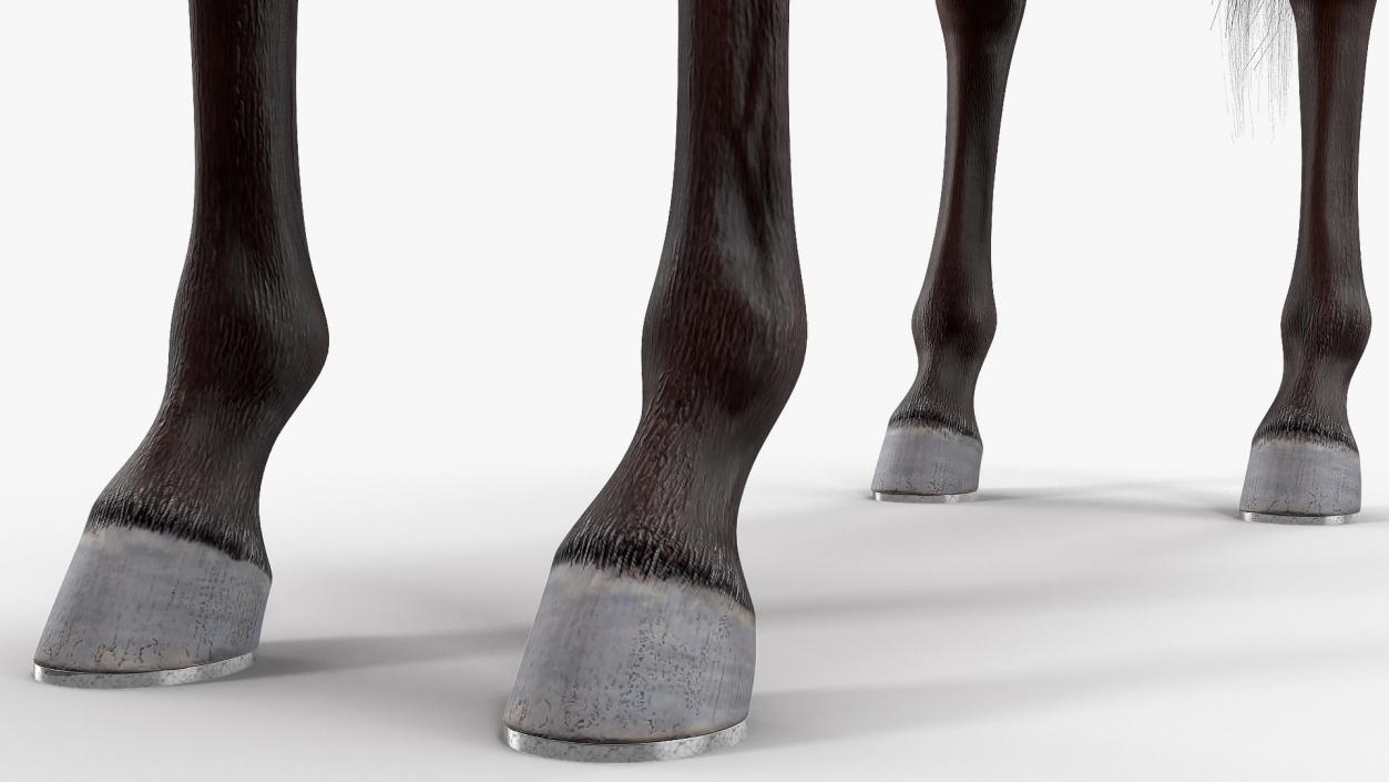 Bay Racehorse Fur Rigged 3D model