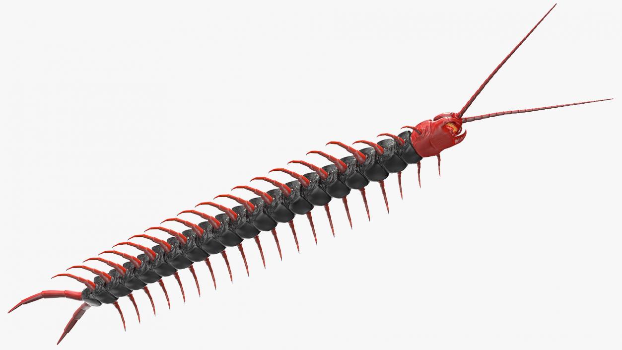 Scolopendra Subspinipes Mutilans 3D