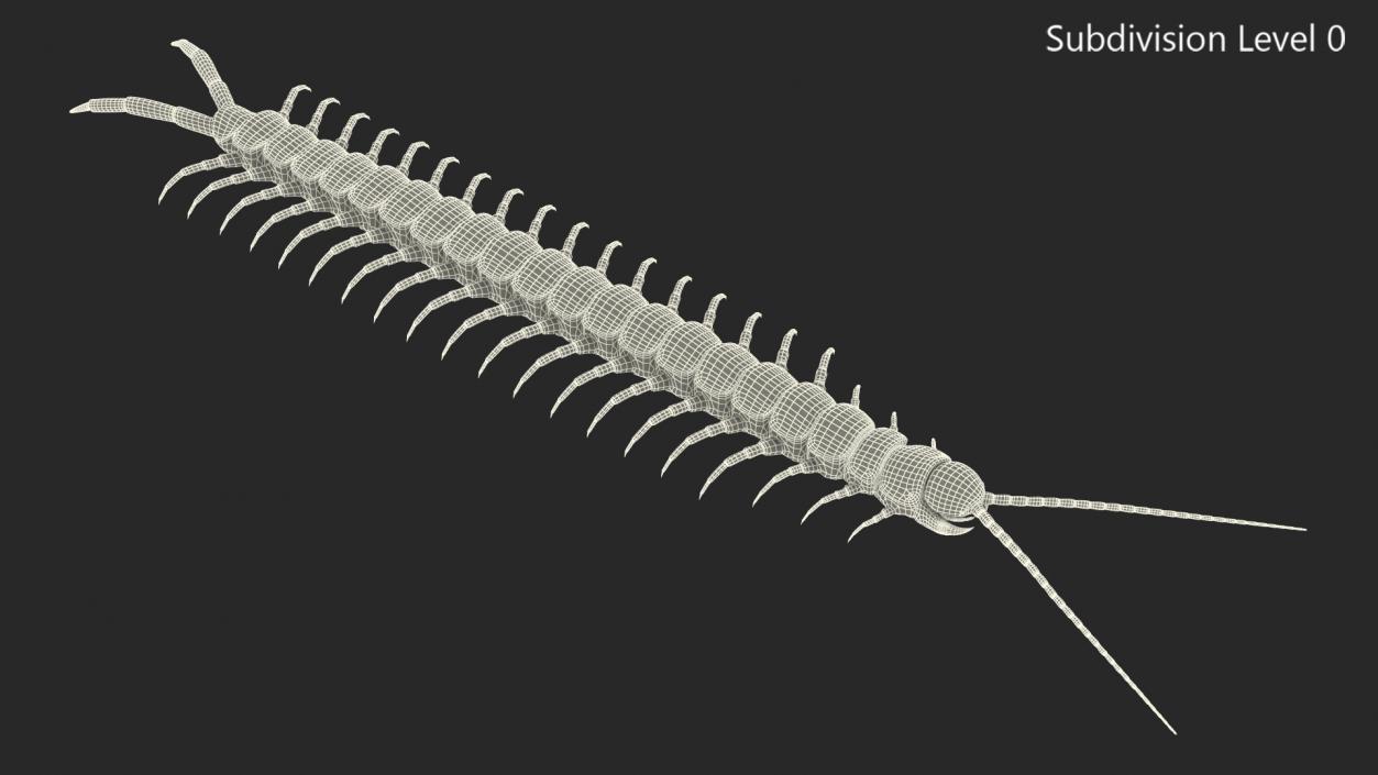 Scolopendra Subspinipes Mutilans 3D