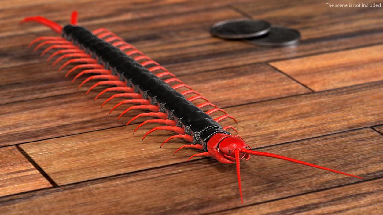 Scolopendra Subspinipes Mutilans 3D