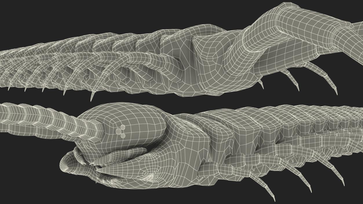 Scolopendra Subspinipes Mutilans 3D