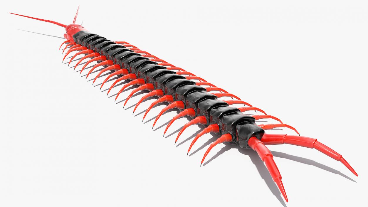 Scolopendra Subspinipes Mutilans 3D