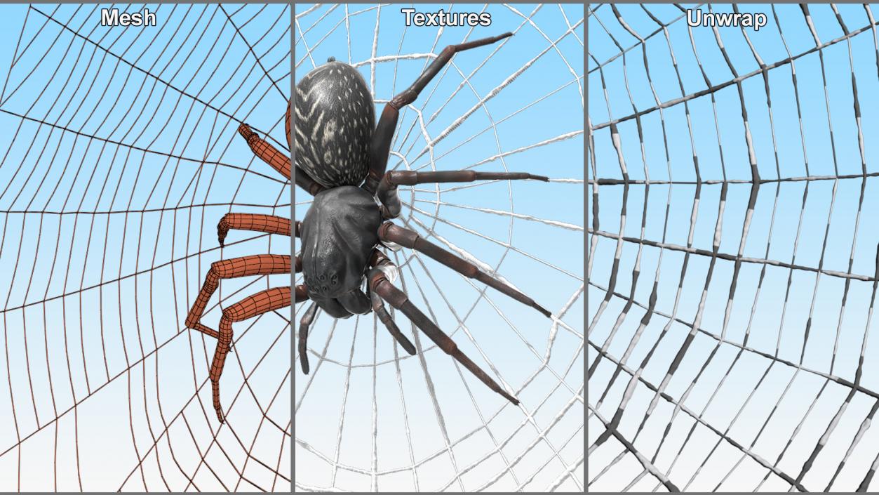 3D Round Web with Spider