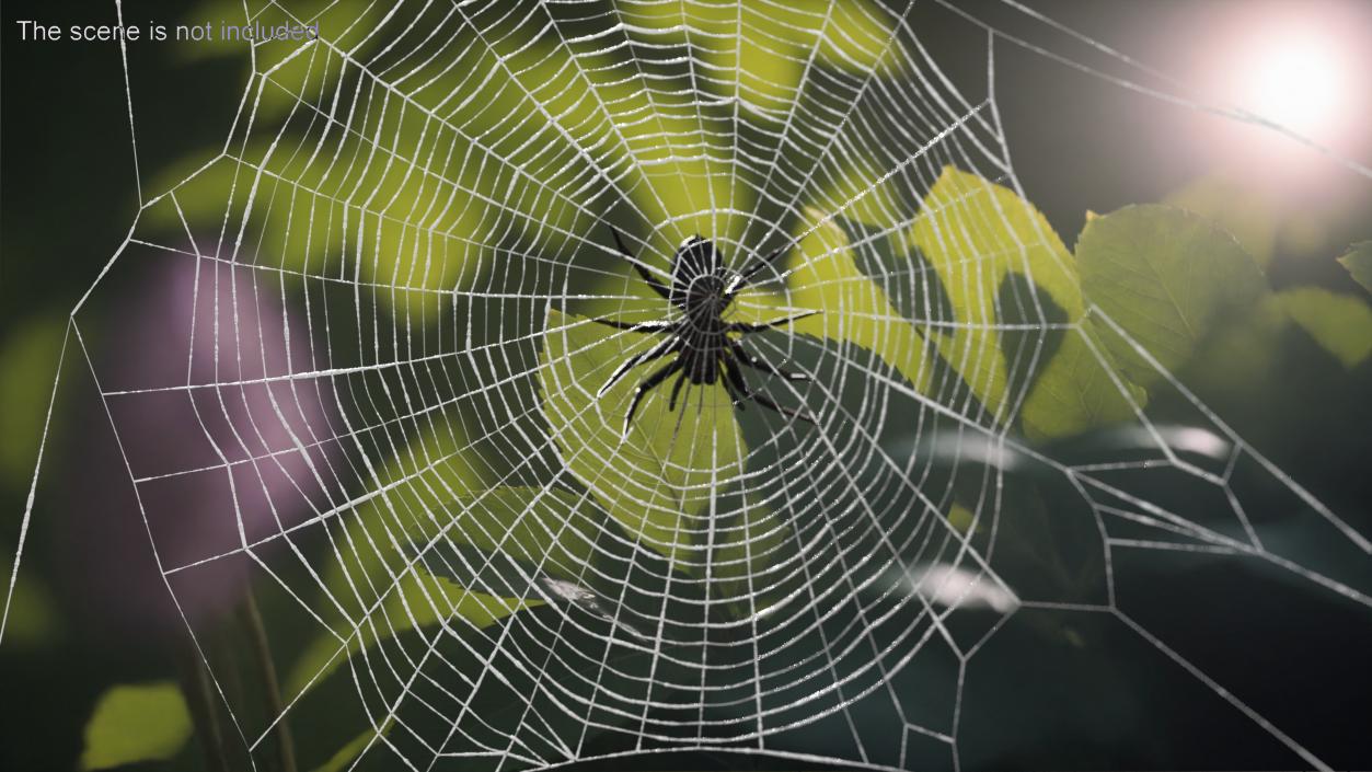 3D Round Web with Spider