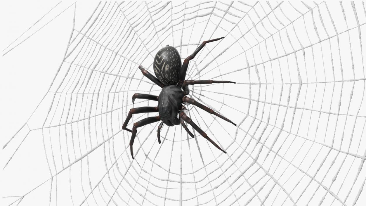 3D Round Web with Spider