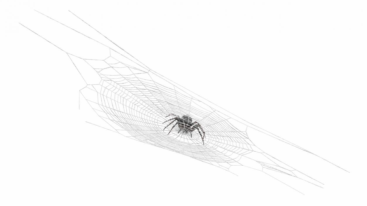 3D Round Web with Spider