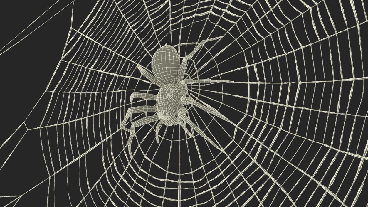 3D Round Web with Spider