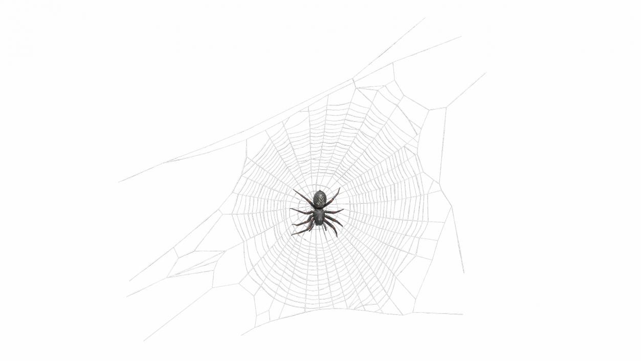 3D Round Web with Spider