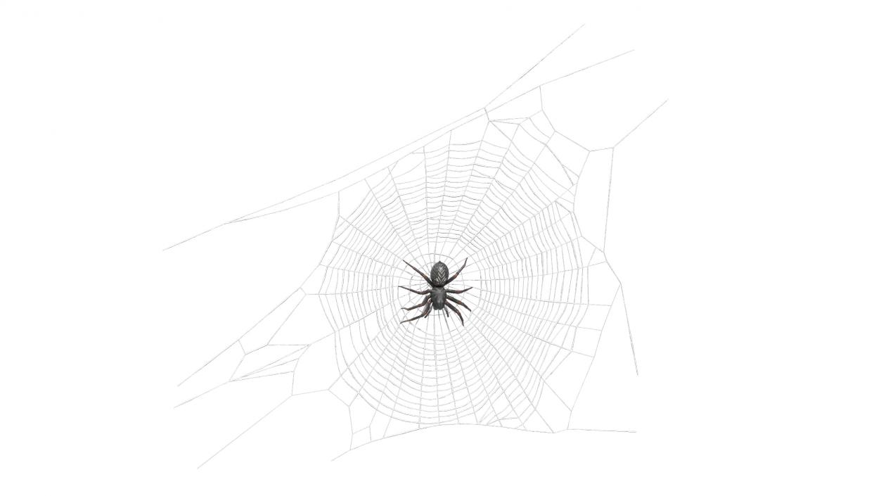 3D Round Web with Spider