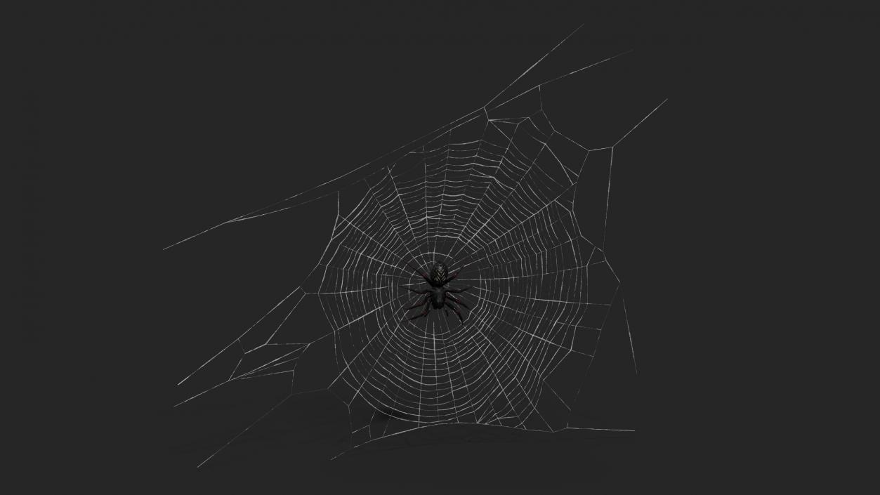 3D Round Web with Spider