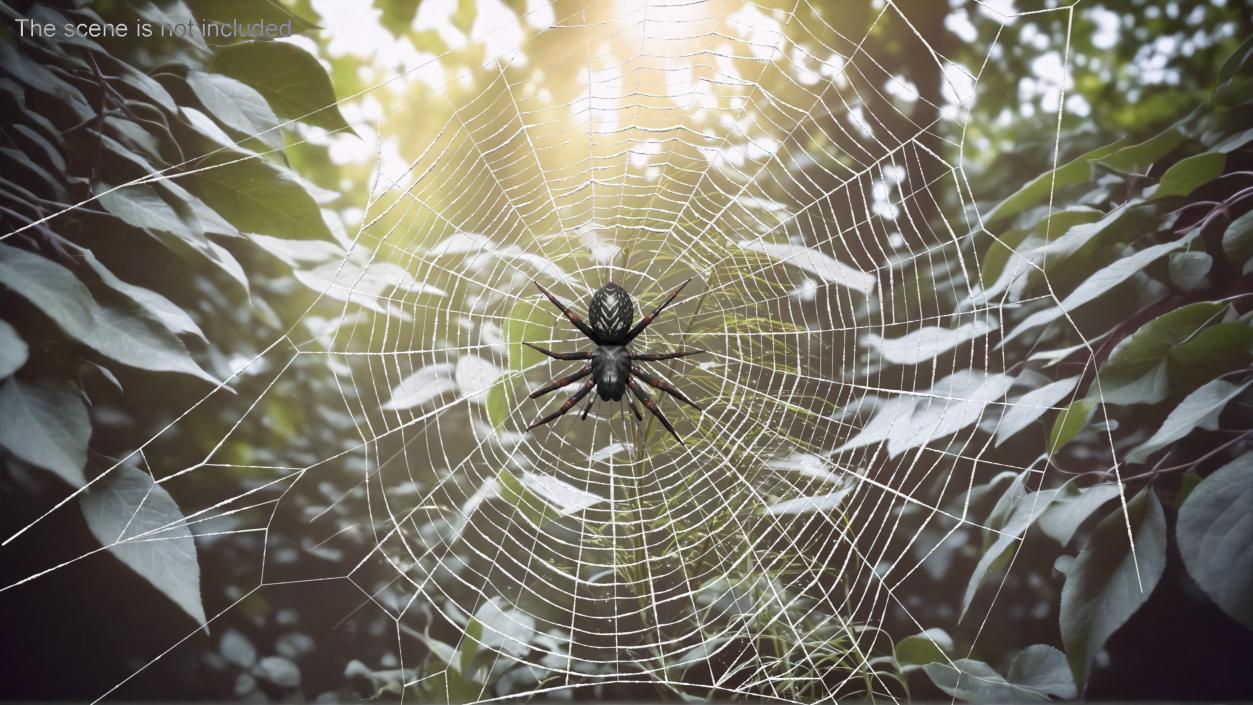 3D Round Web with Spider