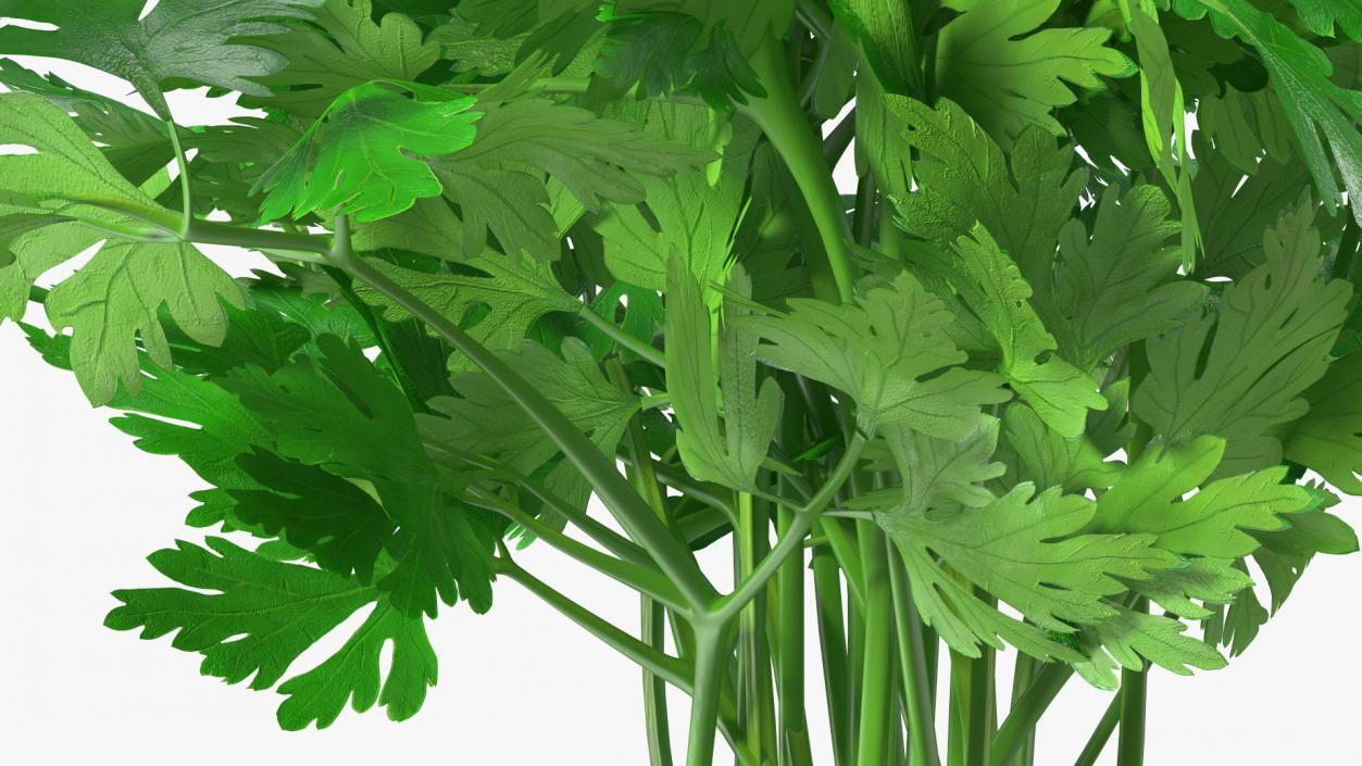 3D Parsley Bunch model