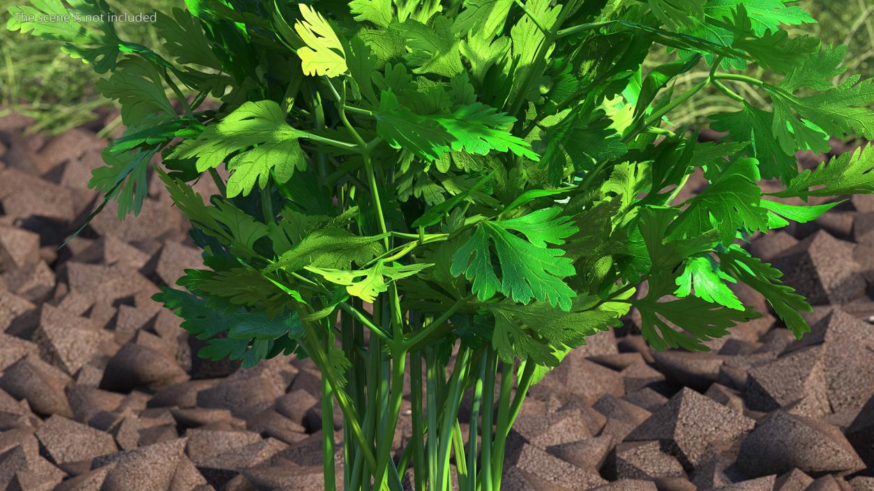 3D Parsley Bunch model