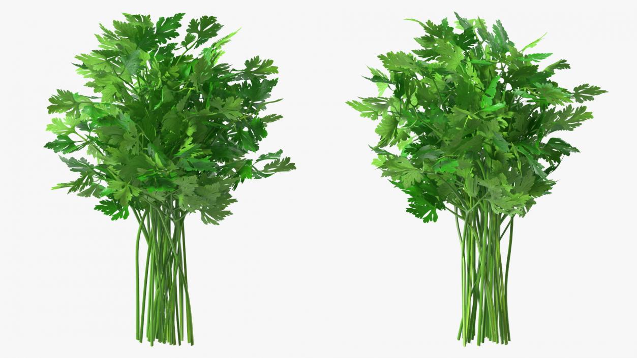 3D Parsley Bunch model