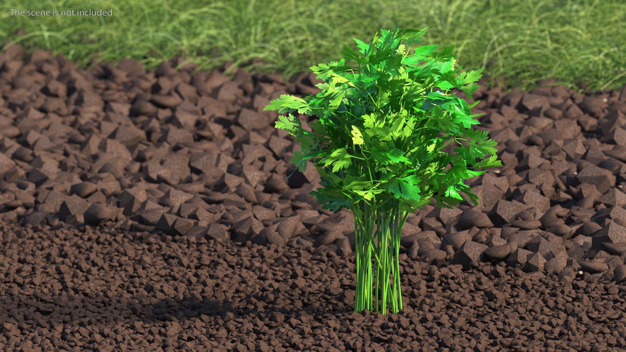 3D Parsley Bunch model