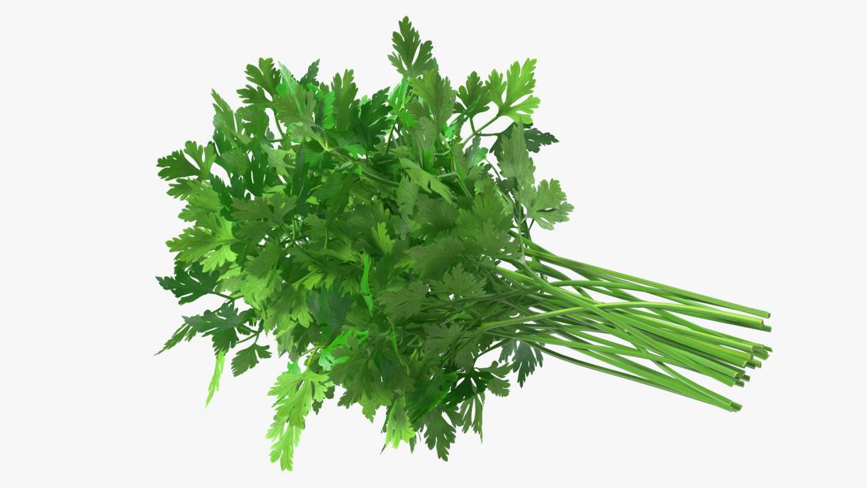 3D Parsley Bunch model