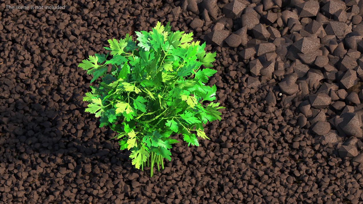 3D Parsley Bunch model