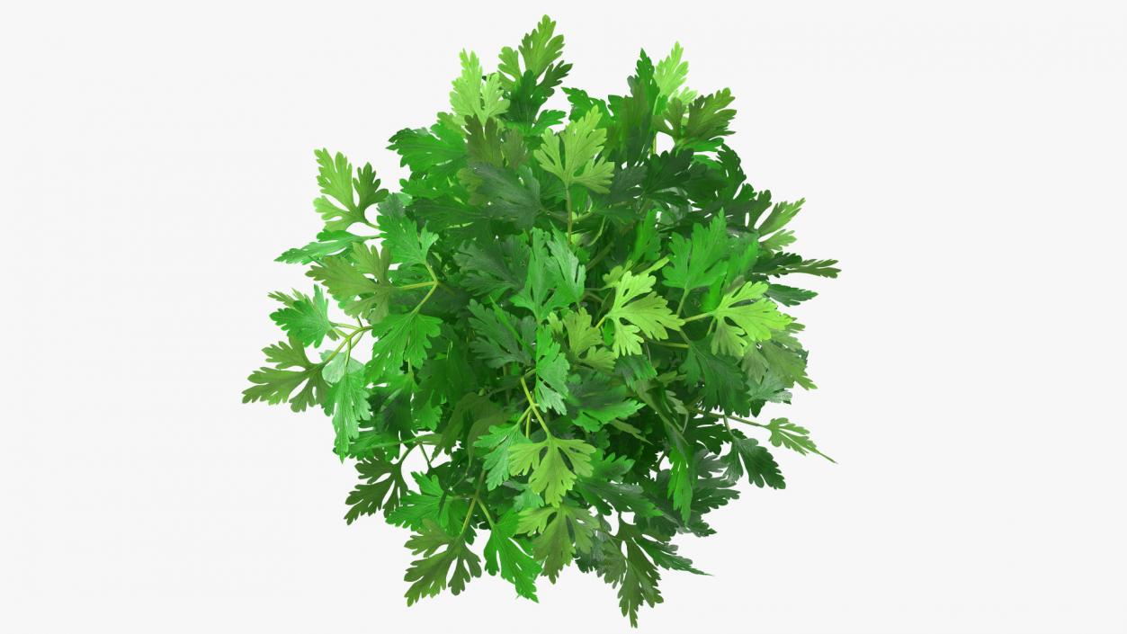 3D Parsley Bunch model