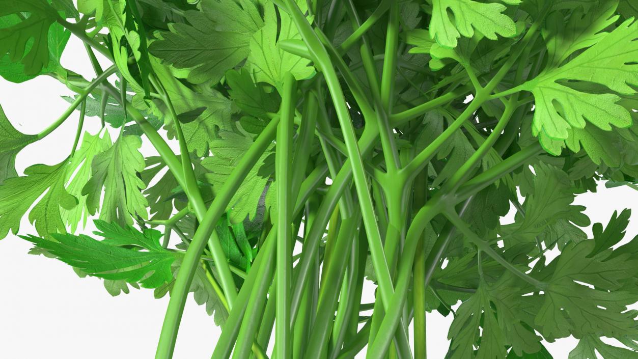 3D Parsley Bunch model