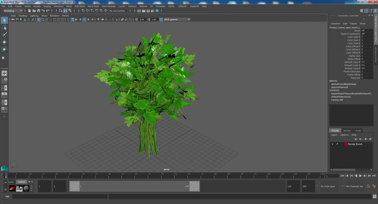 3D Parsley Bunch model