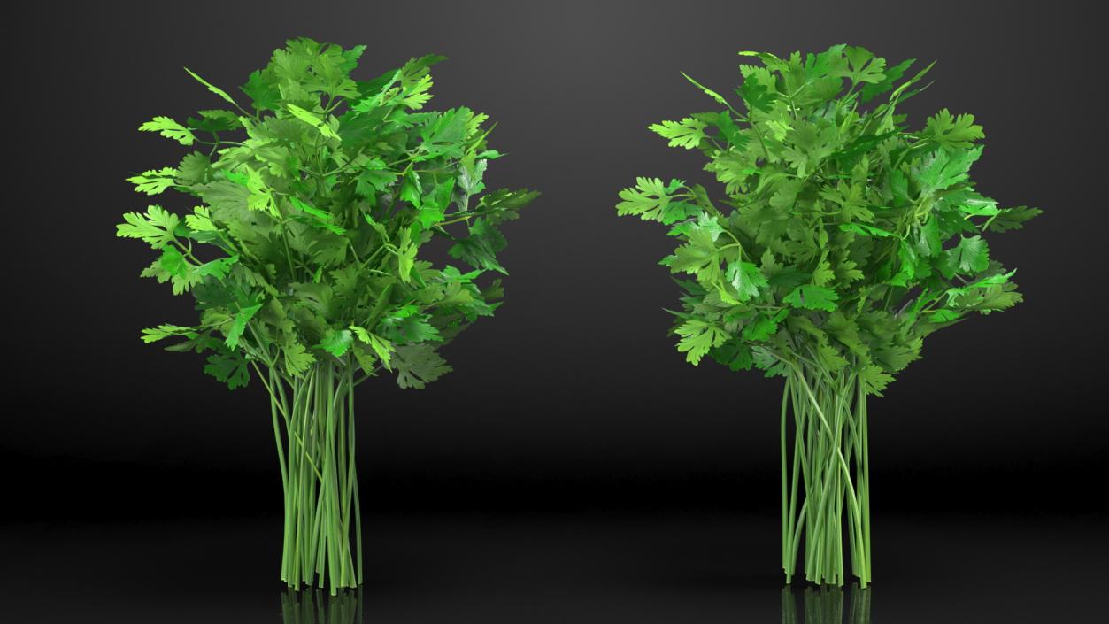 3D Parsley Bunch model