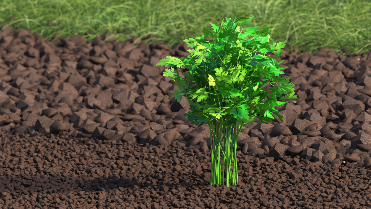 3D Parsley Bunch model