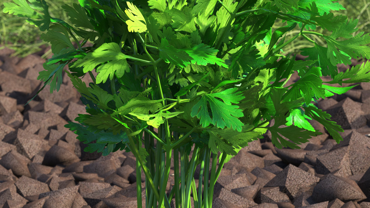 3D Parsley Bunch model