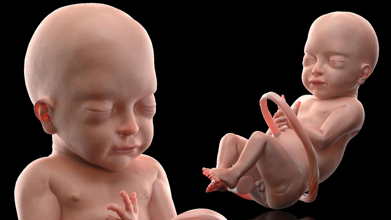 3D model Baby Boy at 28 Weeks