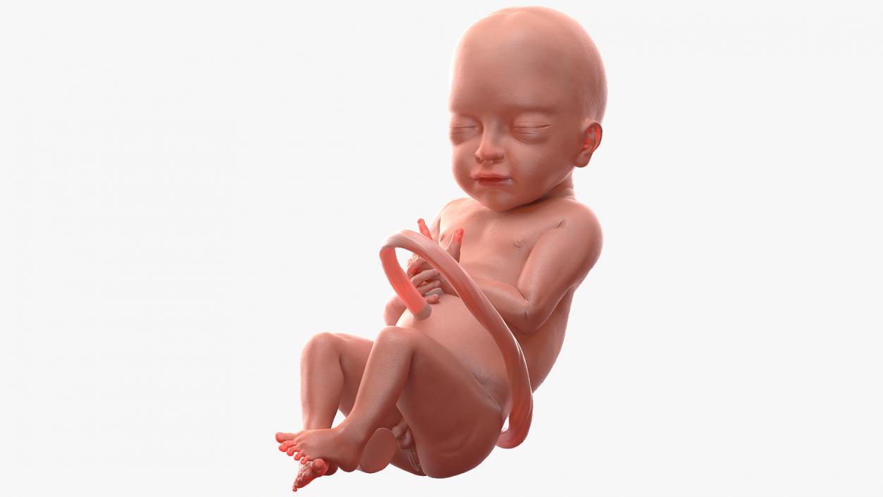 3D model Baby Boy at 28 Weeks