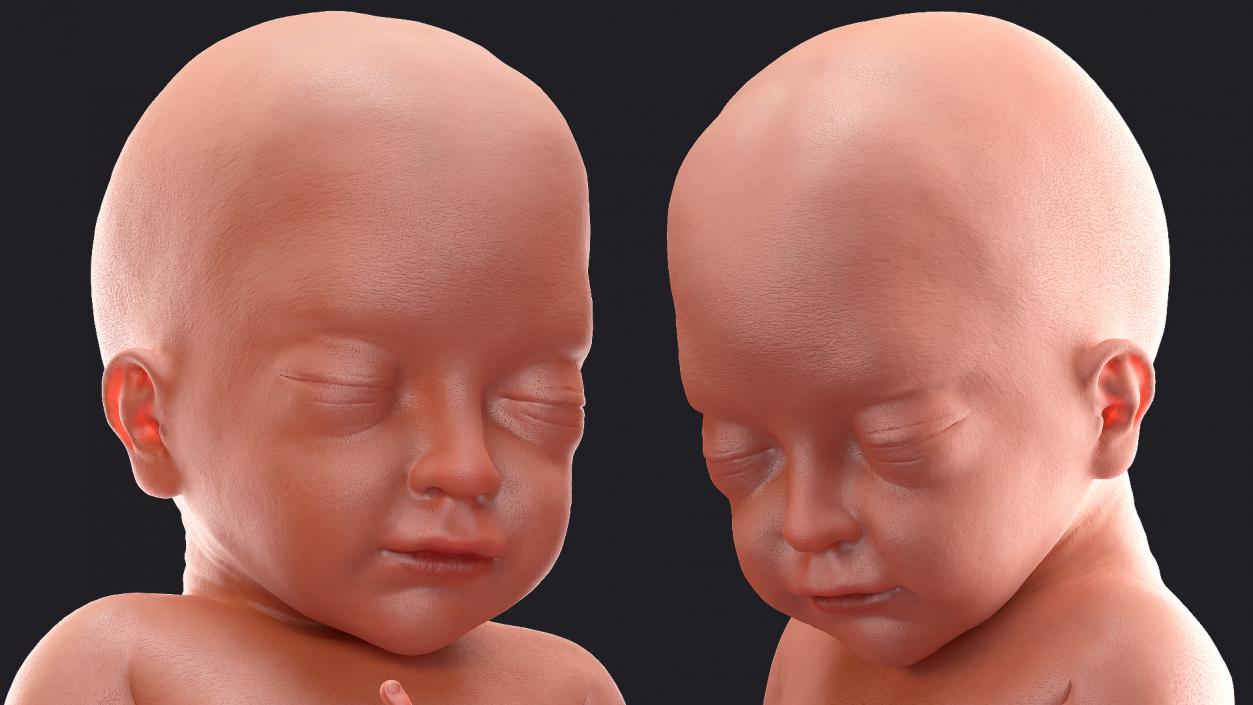 3D model Baby Boy at 28 Weeks