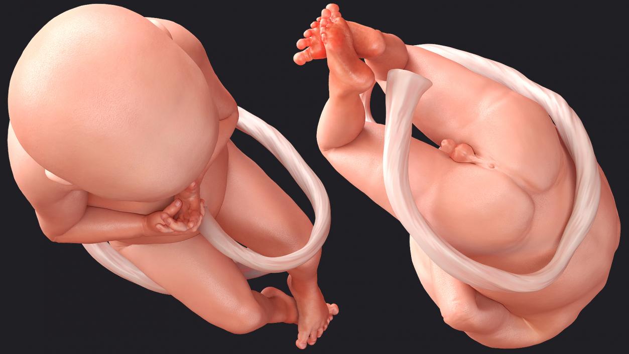 3D model Baby Boy at 28 Weeks