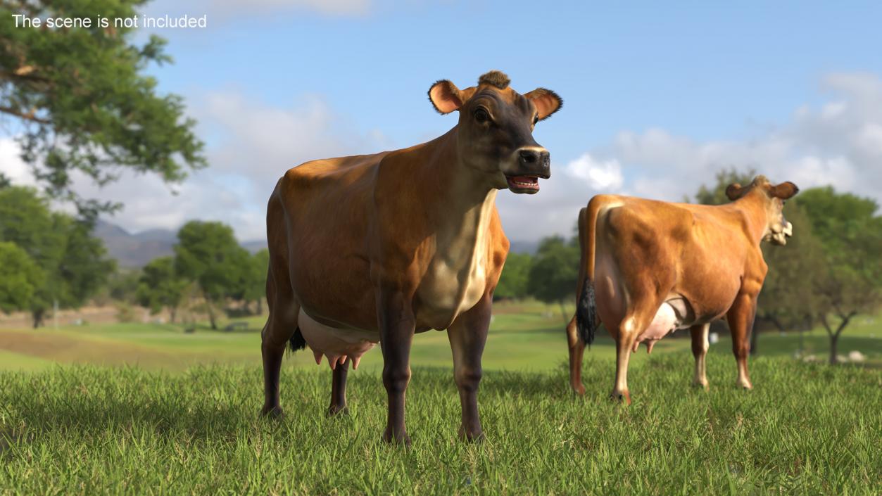 Cattle Cow Fur 3D model