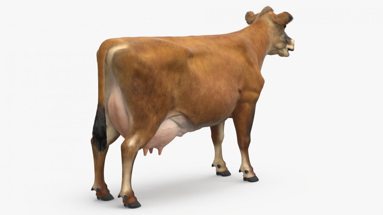 Cattle Cow Fur 3D model