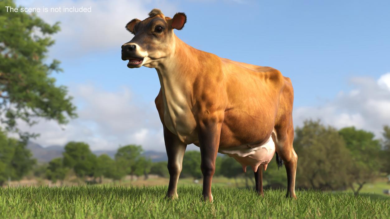 Cattle Cow Fur 3D model