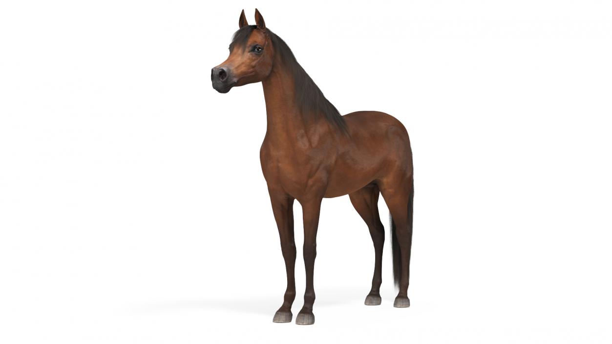 3D Arabian Horse Brown Fur model